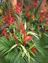 vignette Heliconia caribaea 'Richmond Red'