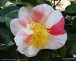 vignette Camlia ' POMPONIA SEMI-DUPLEX ' camellia japonica , syn : Pomponia semi plena