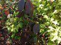 vignette Viburnum plicatum mariesii au feuillage d'automne chocolat noir au 16 11 12