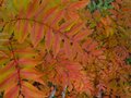 vignette Pistacia chinensis au beau feuillage d'automne au 11 11 12