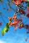 vignette Barnebydendron riedelii = Phyllocarpus