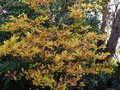 vignette Magnolia loebneri Leonard Messel feuillage d'automne au 16 11 12