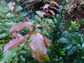 vignette Huodendron biaristatum au 11 11 12