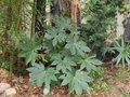 vignette Fatsia japonica