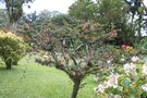 vignette Calliandra heamatocephala