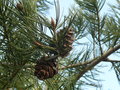 vignette Pinus bungeana, Feillens 01