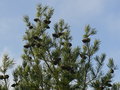 vignette Pinus bungeana, Feillens 01