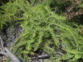 vignette Gleichenia microphylla