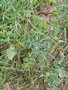 vignette Solanum lycopersicum