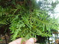 vignette Libocedrus plumosa