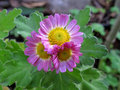 vignette Chrysanthemum - chrysanthème