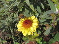 vignette Chrysanthemum - chrysanthème
