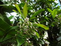 vignette Ardisia polycephala