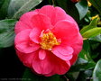 vignette Camlia ' GLOIRE DE NANTES ' camellia japonica