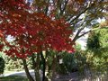 vignette Acer palmatum thunbergii