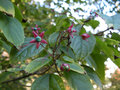 vignette Clerodendron trichotomum fargesii