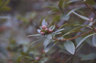 vignette Rhododendron micranthum