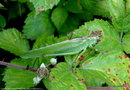 vignette Grande Sauterelle Verte (Tettigonia viridissima L.