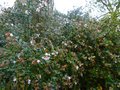 vignette Abelia grandiflora encore parfum au 26 11 12