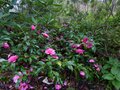 vignette Camellia Hiemalis chansonnette au 26 11 12