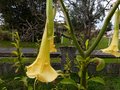 vignette Brugmansia jaune trs parfum au 21 11 12
