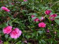 vignette Camellia hiemalis chansonnette gros plan parfum au 21 11 12