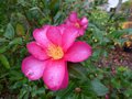 vignette Camellia hiemalis Kanjiro gros plan parfum au 26 11 12