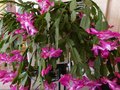 vignette Schlumbergera trs imposant au 19 11 12