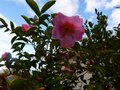 vignette Camellia sasanqua plantation pink toujours bien au 19 11 12