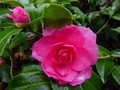 vignette Camellia hiemalis chansonnette gros plan au 19 11 12