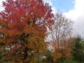 vignette Couleurs d'automne au sud ouest du jardin au 18 11 12