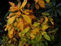 vignette Clethra alnifolia rosea en robe d'automne au 19 11 12