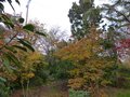 vignette Cornus Norman Hadden et Magnolia Grandiflora exmouth immense au 20 11 12