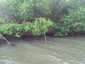vignette mangrove
