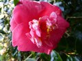 vignette Camellia japonica Lady Clare gros plan au 27 11 12