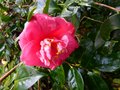 vignette Camellia japonica Lady Clare premire fleur saison 2012/2013 au 27 11 12