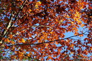 vignette Htre pourpre (Fagus sylvatica f. purpurea)en automne