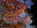vignette Htre pourpre (Fagus sylvatica f. purpurea) en automne