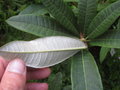 vignette Rhododendron arboreum delavayi