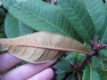 vignette Rhododendron arboreum cinnamomeum