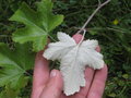 vignette Rubus arachnoideus bwc124