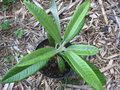 vignette Rhododendron arboreum X