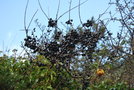 vignette Prunus spinosa