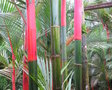 vignette Cyrtostachys renda -Palmier a tronc rouge, palmier rouge  lvres