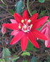 vignette Passiflora miniata - Passiflore