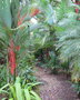 vignette Cyrtostachys renda -Palmier a tronc rouge, palmier rouge  lvres