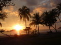 vignette Coucher de soleil sur Coco nucifera - Cocotiers de  Playa Espadilla Manuel Antonio