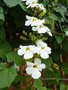 vignette Thunbergia grandiflora 'Alba'