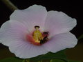 vignette Hibiscus mutabilis