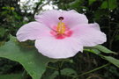 vignette Hibiscus mutabilis